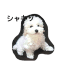 whitedog＆blackdog(richomochieyi )（個別スタンプ：8）