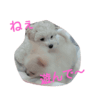 whitedog＆blackdog(richomochieyi )（個別スタンプ：13）