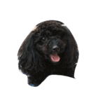 whitedog＆blackdog(richomochieyi )（個別スタンプ：15）