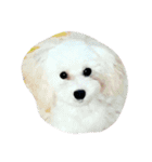 whitedog＆blackdog(richomochieyi )（個別スタンプ：16）