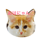 私のノルウェージャン♡（個別スタンプ：1）