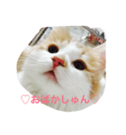 私のノルウェージャン♡（個別スタンプ：7）