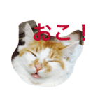 私のノルウェージャン♡（個別スタンプ：8）