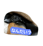 Chibi.（個別スタンプ：8）