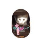 ど様スタンプ（個別スタンプ：1）