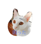 ど様スタンプ（個別スタンプ：2）