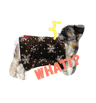 うちのシンちゃん（個別スタンプ：4）