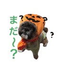 うちのシンちゃん（個別スタンプ：10）