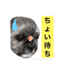 うちのシンちゃん（個別スタンプ：13）