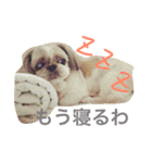 シーズーとペキニーズの日常（個別スタンプ：4）