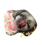 シーズーとペキニーズの日常（個別スタンプ：5）