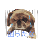 シーズーとペキニーズの日常（個別スタンプ：7）