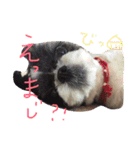 シーズーとペキニーズの日常（個別スタンプ：8）