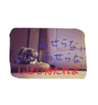 シーズーとペキニーズの日常（個別スタンプ：9）