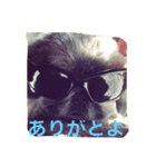 シーズーとペキニーズの日常（個別スタンプ：11）