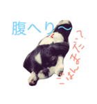 シーズーとペキニーズの日常（個別スタンプ：15）