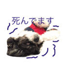 シーズーとペキニーズの日常（個別スタンプ：16）