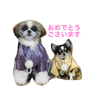 仲良し兄弟  シーズー＆チワワ（個別スタンプ：1）