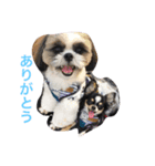 仲良し兄弟  シーズー＆チワワ（個別スタンプ：2）
