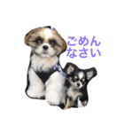 仲良し兄弟  シーズー＆チワワ（個別スタンプ：3）
