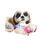 仲良し兄弟  シーズー＆チワワ（個別スタンプ：8）