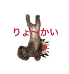 ザイオン スタンプ 24 Ⅱ（個別スタンプ：15）