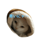猫 ネコ こねこ（個別スタンプ：1）