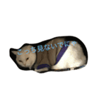猫 ネコ こねこ（個別スタンプ：2）
