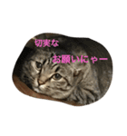 猫 ネコ こねこ（個別スタンプ：3）