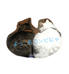 猫 ネコ こねこ（個別スタンプ：5）