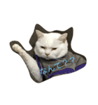 猫 ネコ こねこ（個別スタンプ：7）