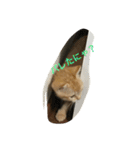 猫 ネコ こねこ（個別スタンプ：8）