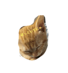 猫 ネコ こねこ（個別スタンプ：9）