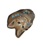 猫 ネコ こねこ（個別スタンプ：10）