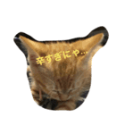 猫 ネコ こねこ（個別スタンプ：11）