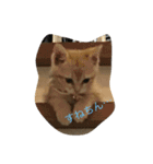 猫 ネコ こねこ（個別スタンプ：12）
