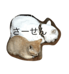 猫 ネコ こねこ（個別スタンプ：15）
