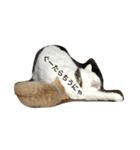 猫 ネコ こねこ（個別スタンプ：17）
