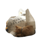 猫 ネコ こねこ（個別スタンプ：19）