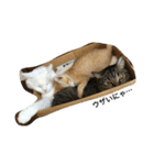 猫 ネコ こねこ（個別スタンプ：21）