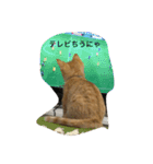 猫 ネコ こねこ（個別スタンプ：24）