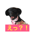 Vega*life（個別スタンプ：6）