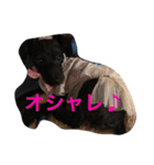Vega*life（個別スタンプ：7）