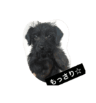 Vega*life（個別スタンプ：16）