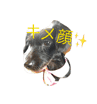 Vega*life（個別スタンプ：17）