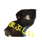 Vega*life（個別スタンプ：20）