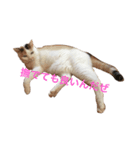 mimiko cat（個別スタンプ：1）