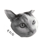 mimiko cat（個別スタンプ：2）