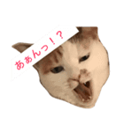 mimiko cat（個別スタンプ：3）