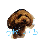 トイプーのルイ（個別スタンプ：2）